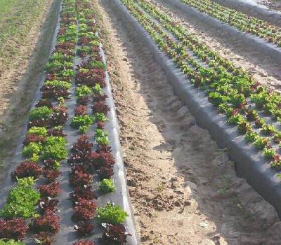 fresh local food - sustainable agriculture - lettuce