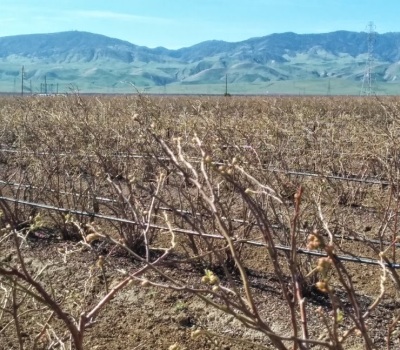 industrial agriculture drought vs fresh local food