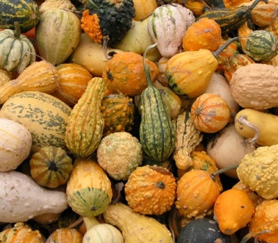 fall superfoods health benefits