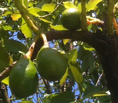 avocado regional food vs local food