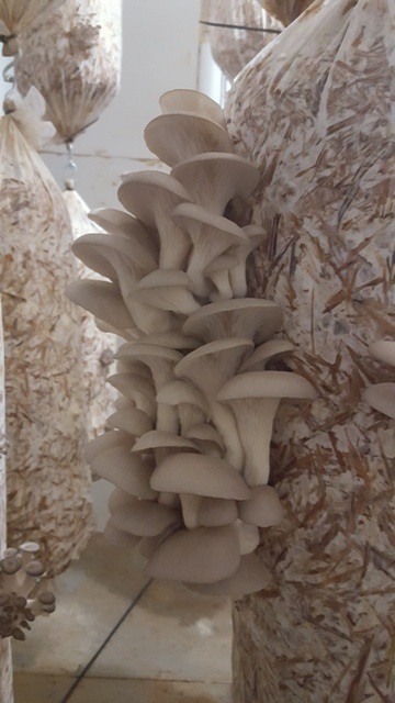 Schuyler Greens oyster mushrooms health benefits