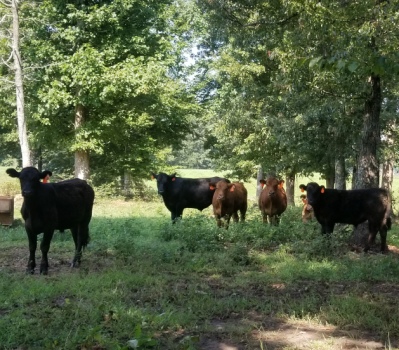 veteran-owned grassfed farm Cattle Run Farm