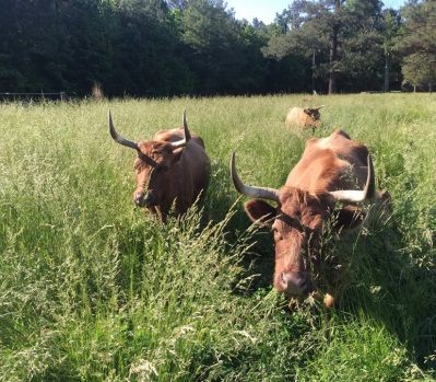 grassfed beef harmony hill farm