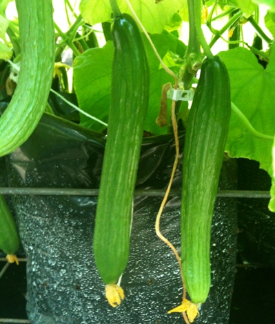 farm at red hill all-natural tzatziki