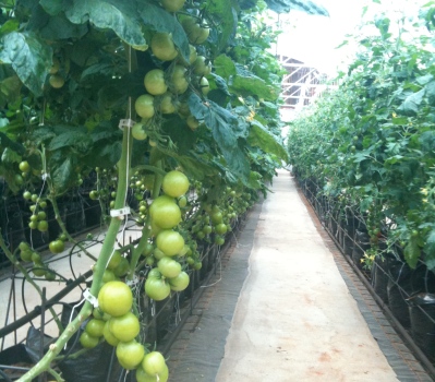 farm at red hill all-natural salsa