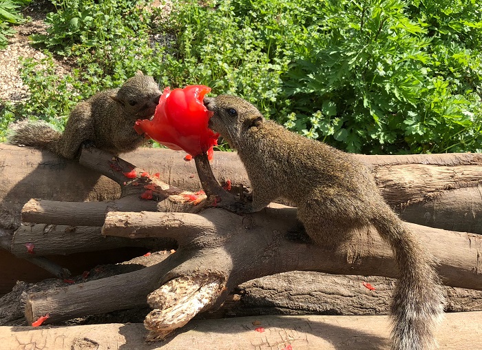 tomatoes vs squirrels