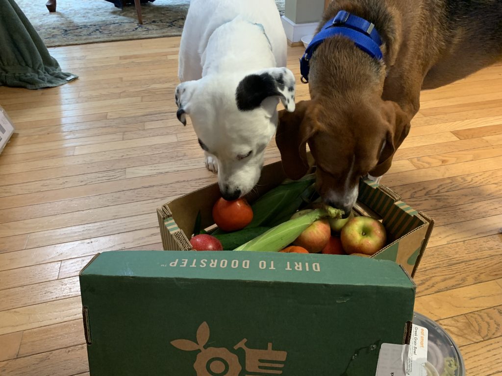dogs on seasonal roots delivery day