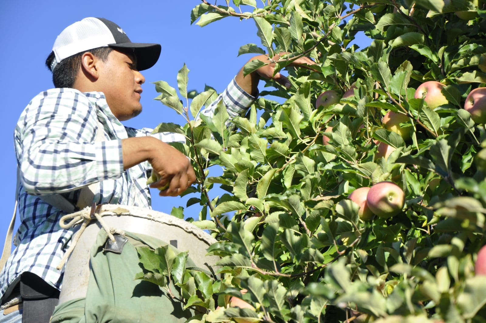 Saunders Brothers Orchard Seasonal Roots
