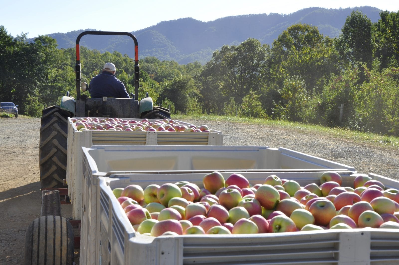 Saunders Brothers Orchard Seasonal Roots