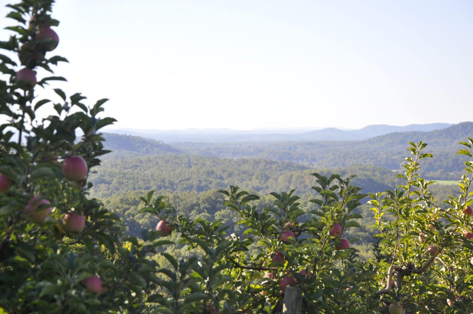 Saunders Brothers Orchard Seasonal Roots