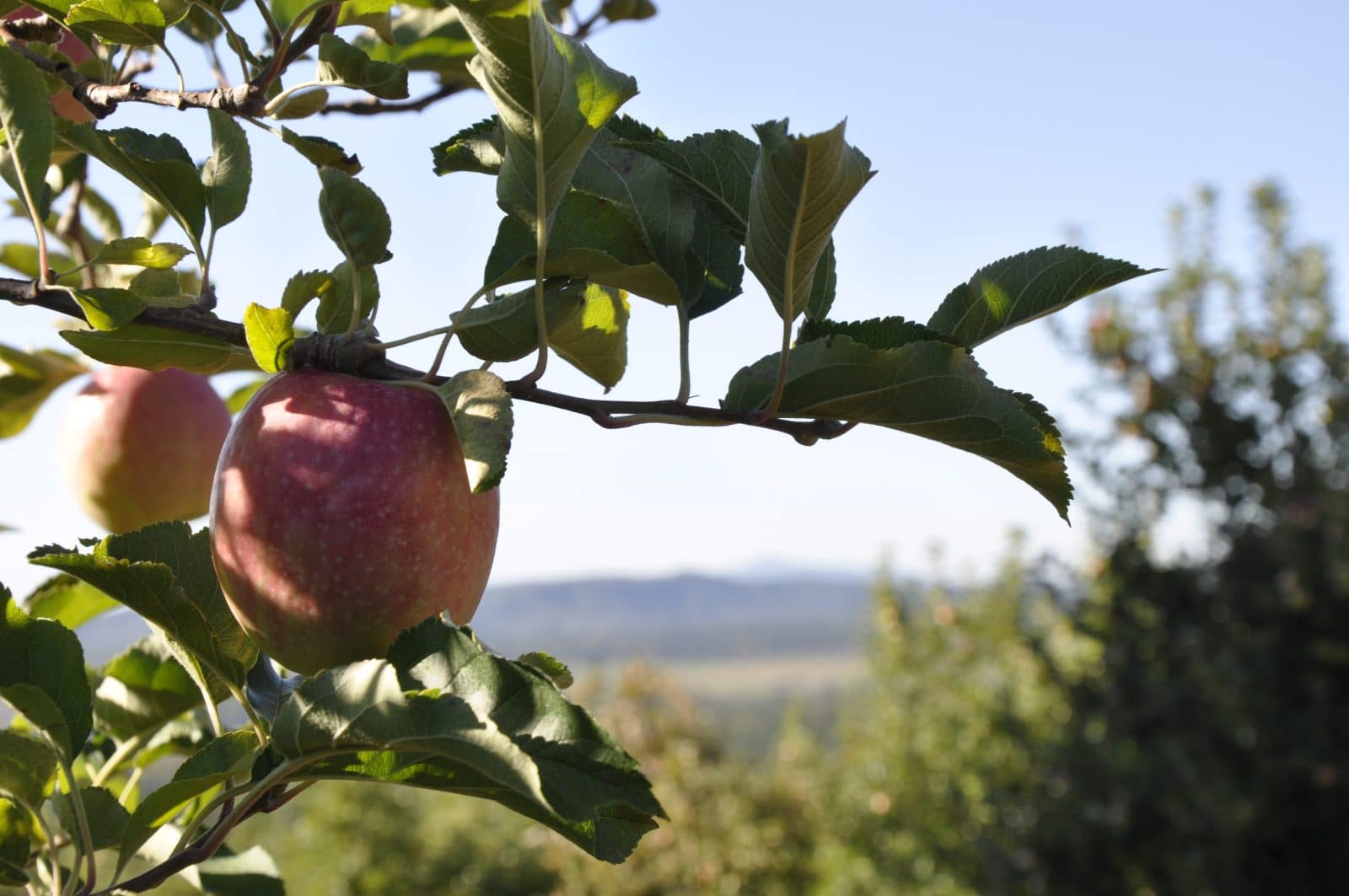 Saunders Brothers Orchard Seasonal Roots
