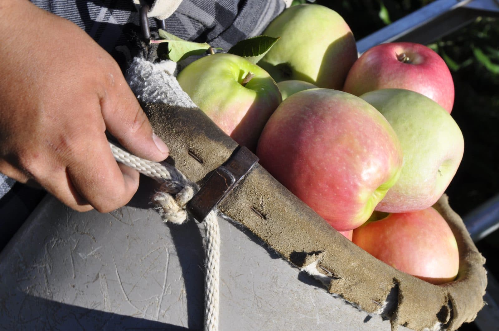 Saunders Brothers Orchard Seasonal Roots
