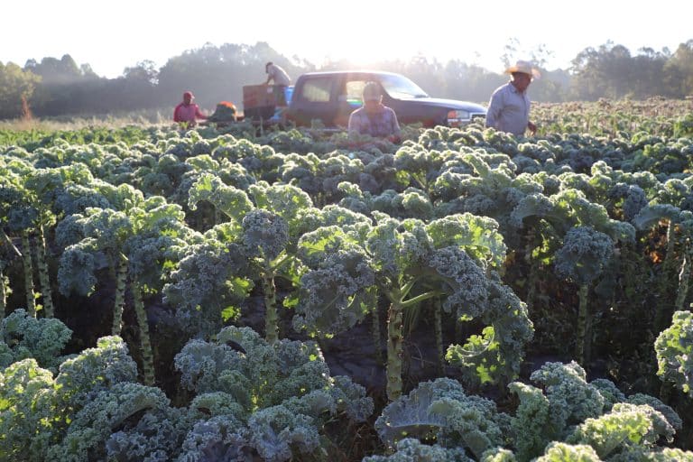 About Your Seasonal Roots Free Membership Seasonal Roots