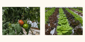 Image 6 – Tomatoes on the vine. Image 7 – What will eventually become their Lettuce Blend.