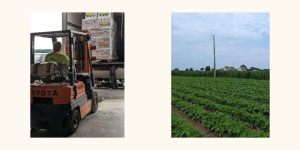 Image 1 – Justin McKenney loading green beans into our box truck. Image 2 – Unharvested green bean field.